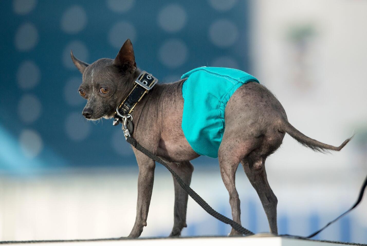 World's Ugliest Dog contest