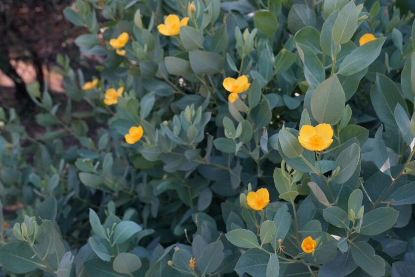 Leafy bush with sparse yellow flowers 