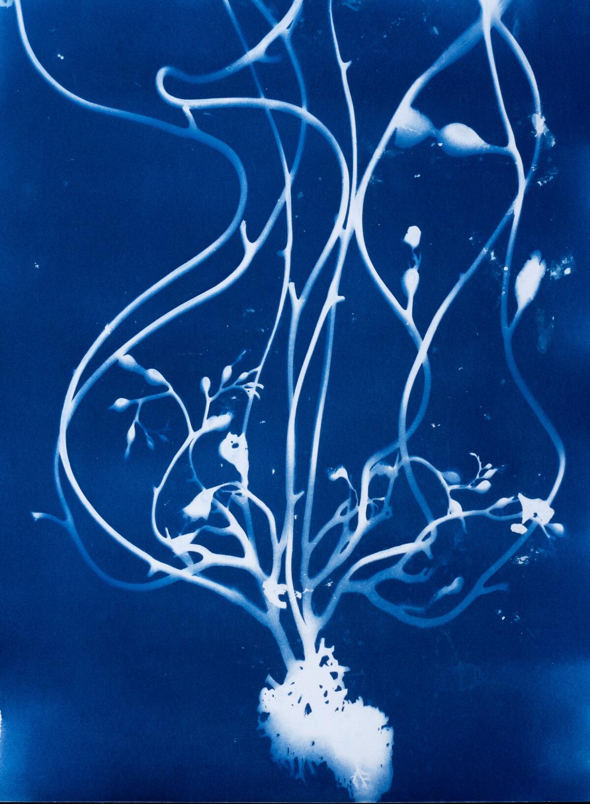 Friends of the La Jolla Library present “Ode to the Blue Forest” features cyanotypes by La Jollan Oriana Poindexter.