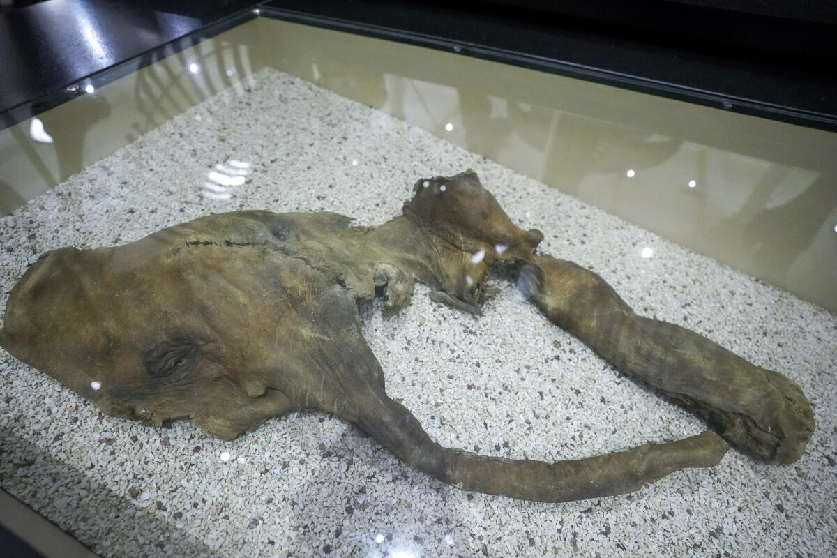 The mummified remains of a baby woolly mammoth in a display case