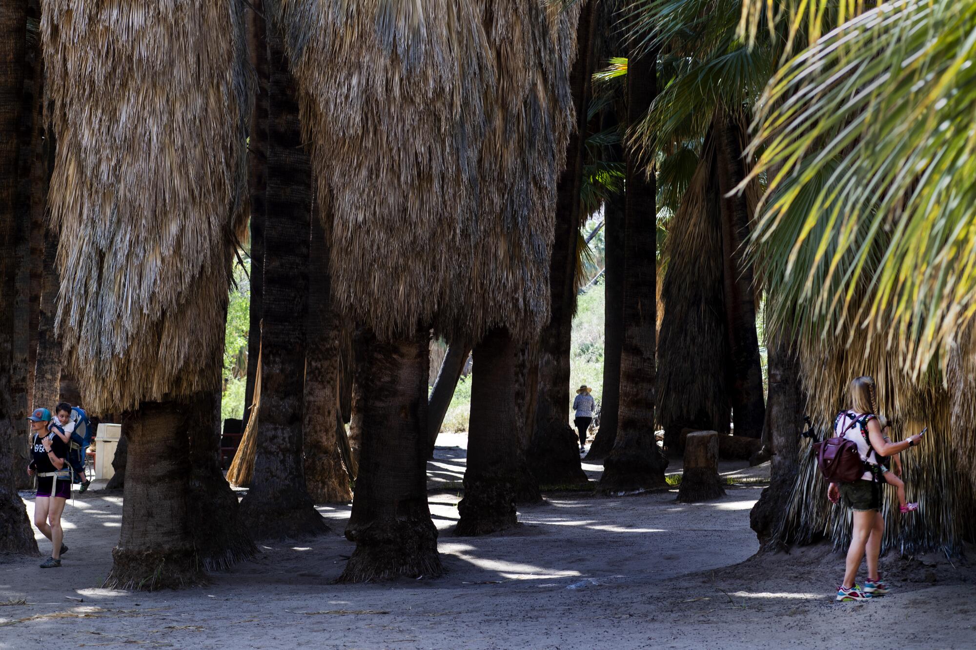 People walk among fan palm trees.