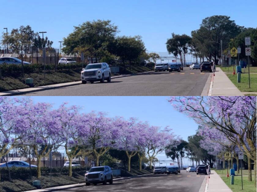 Before-and-after images depict Trace Wilson's concept for having both sides of Cliffridge Avenue lined with jacaranda trees.