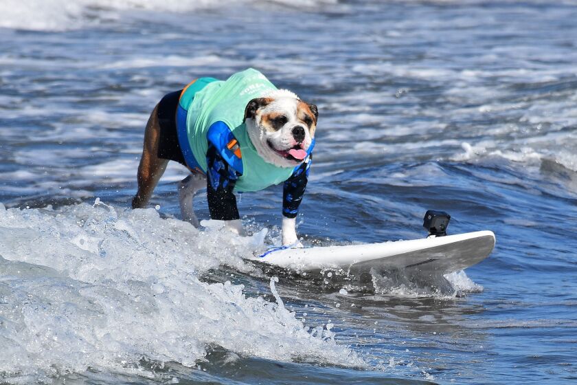 Helen Woodward Animal Center's annual Surf Dog Surf-a-Thon is Sept. 18.