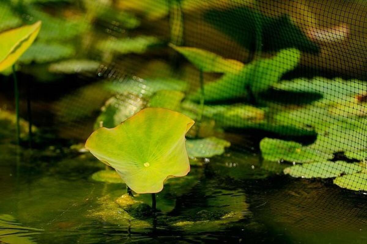 Echo Park Lake's famous lotus plants have been restored and protected by plastic netting. During the cleanup, said L.A.'s city engineer, workers found two guns, one toilet, 20 Frisbees and a pay telephone.