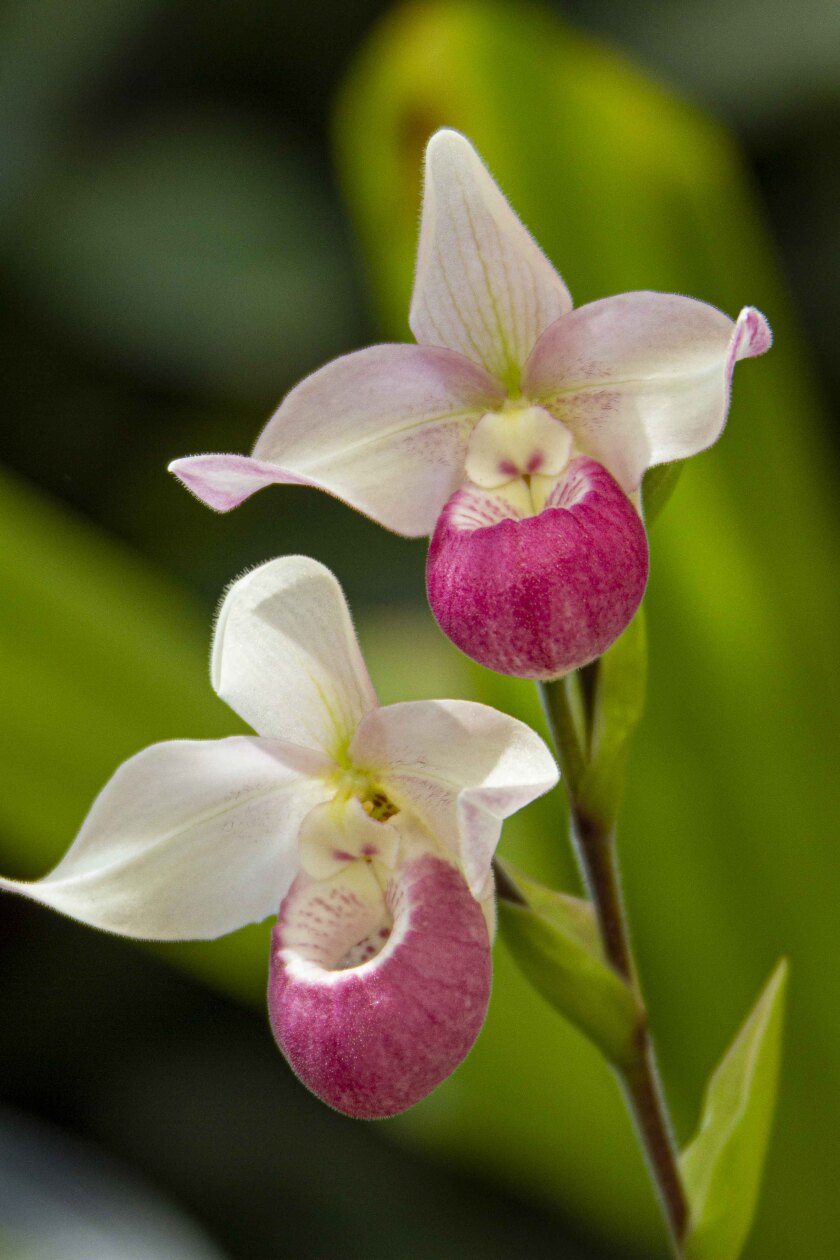 Many orchid varietals will be featured at San Diego Botanic Garden's "World of Orchids."