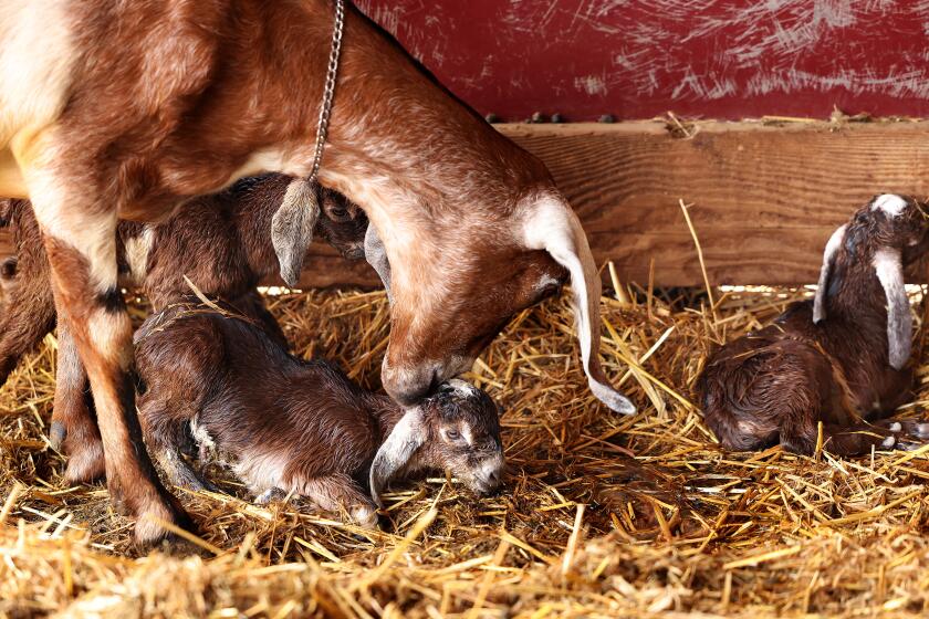 ONTARIO-CA-APRIL 20, 2024: A mother cares for her newborn babies at Drake Family Farms on April 20, 2024. (Christina House / Los Angeles Times)