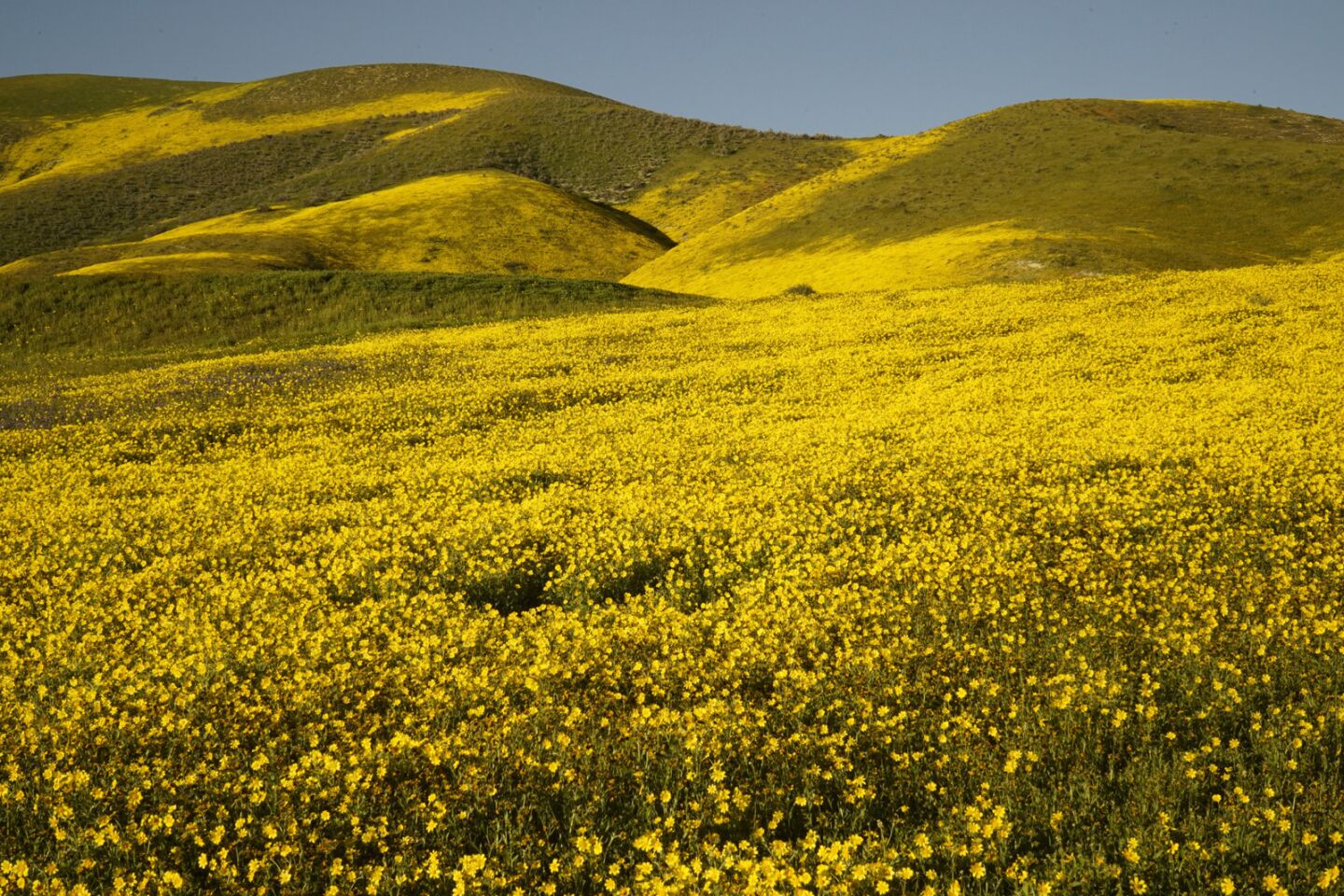 Wildflowers create a sea of yellow in the Carrizo Plain in southeastern San Luis Obispo County.