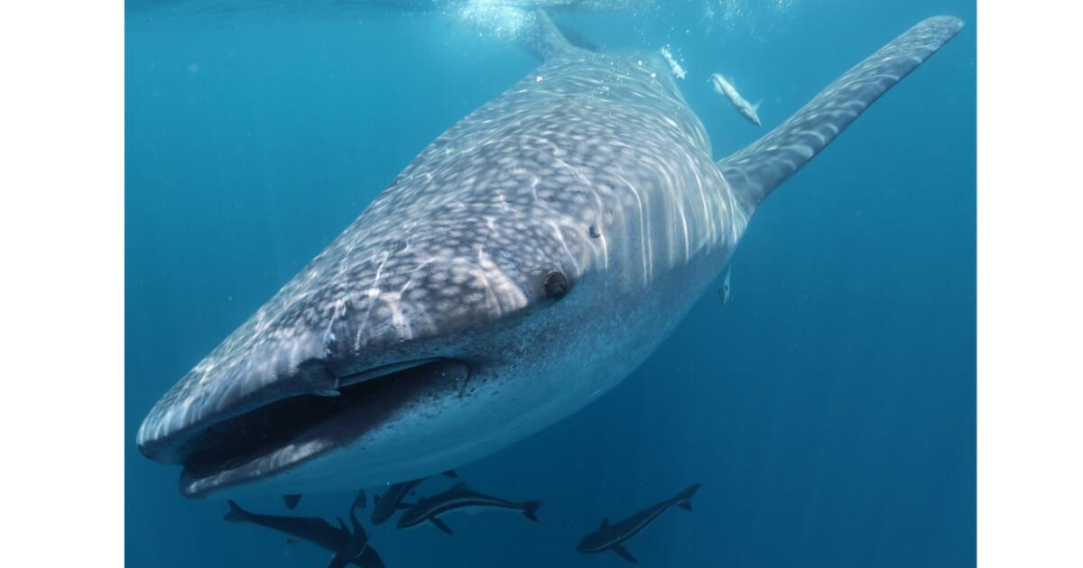 What scientists learned about whale sharks from the DNA they left