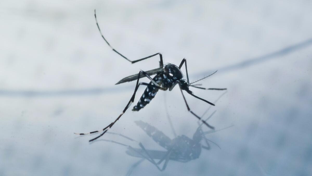 An adult Aedes albopictus, also known as the Asian tiger mosquito, is caught for a test sample from a residential backyard during a house call in Los Angeles on March 25.