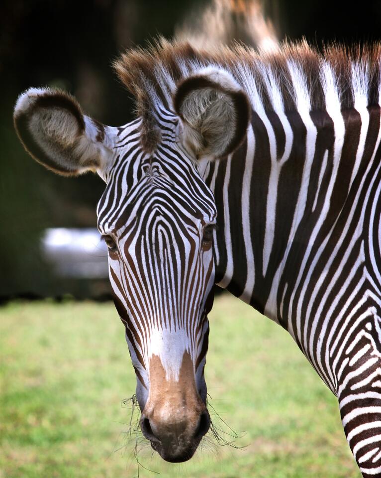Zebras at Disney's Animal Kingdom