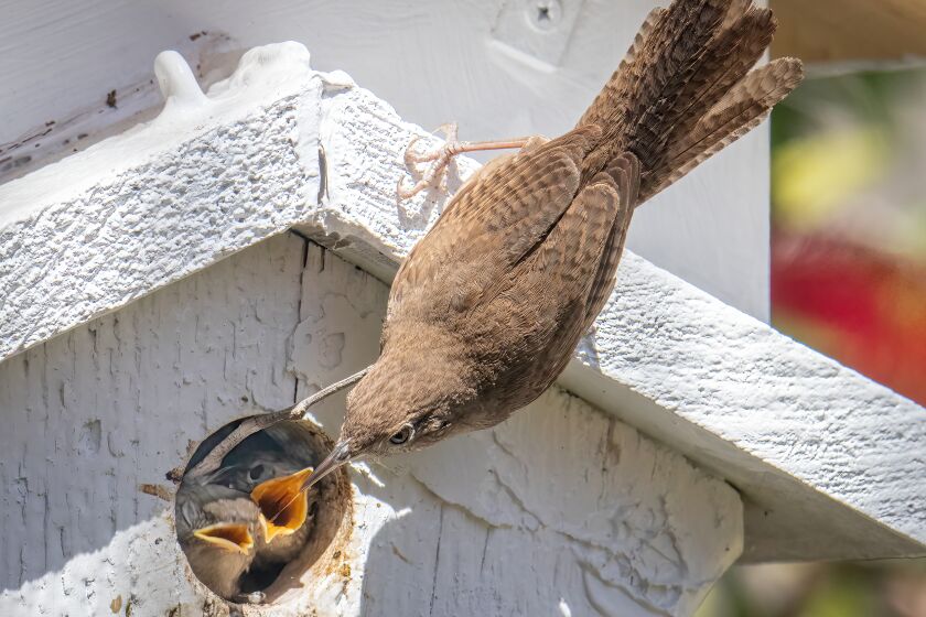 A parent wren feeds chicks outside, coaxing the youngsters to leave the nest box.