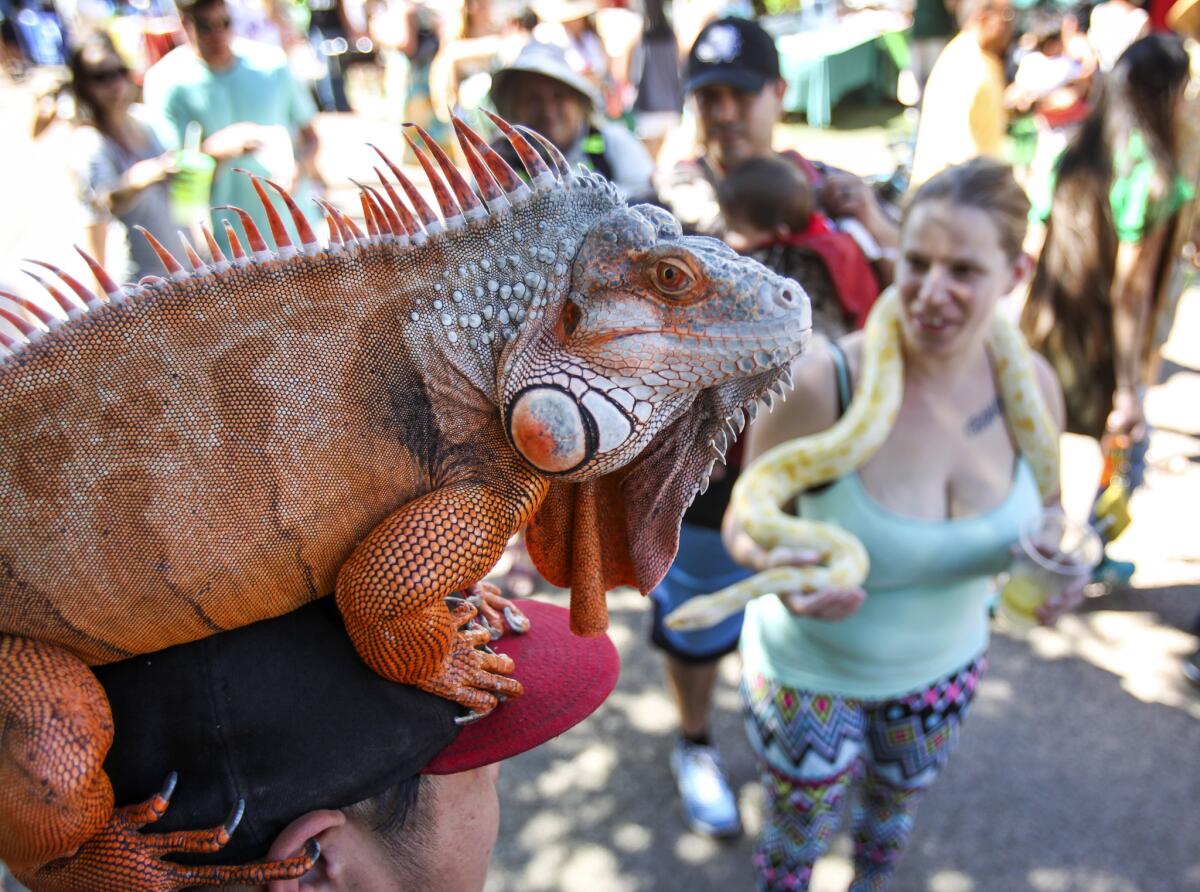 Fluffy, a red iguana, rides on the head of his owner, Han Nguyen, at the Earth Day celebration at Balboa Park.