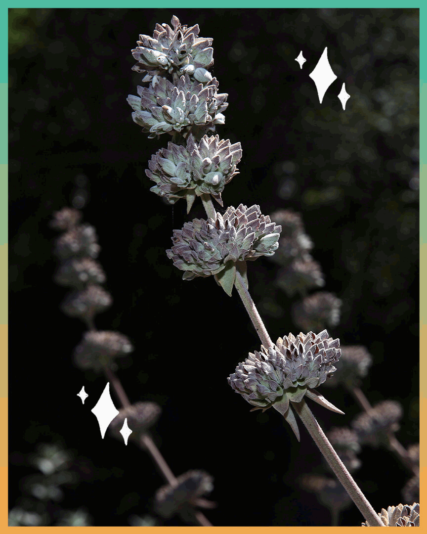 A GIF of twinkling lights over a closeup of a sage plant.