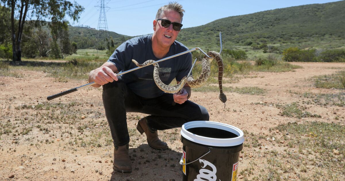 Snake wrangler aims to ease public's fear by safely relocating reptiles -  The San Diego Union-Tribune