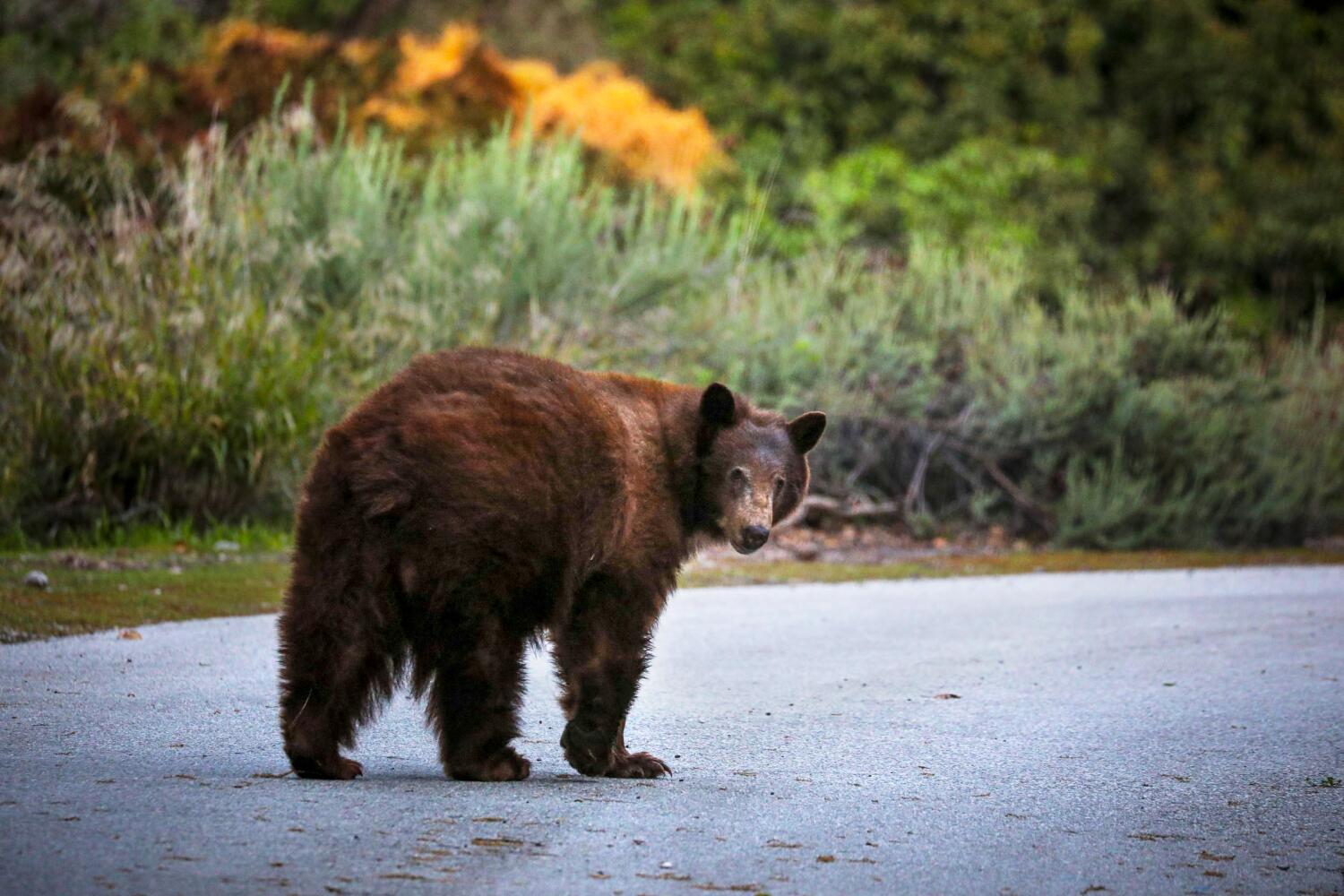 Opinion: California’s bears are thriving. Here’s the case for letting hunters kill more of them