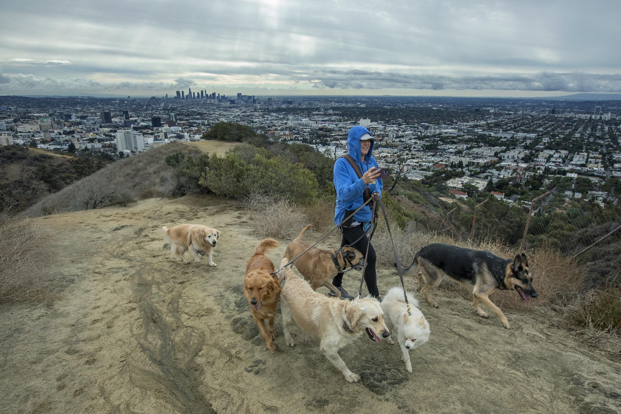 Dog walker Kara Brownlee of Burbank and her charges take the West Ridge Trail at Runyon Canyon Park 