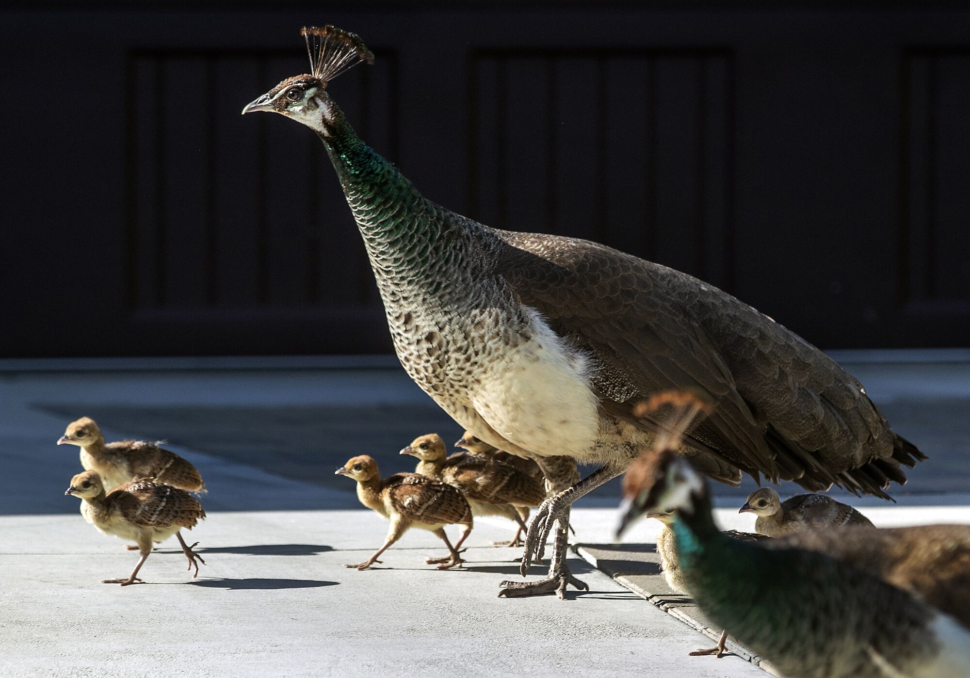 A gray and white peahen walks with at least six of her brown fluffy peachicks as they navigate neighborhood streets