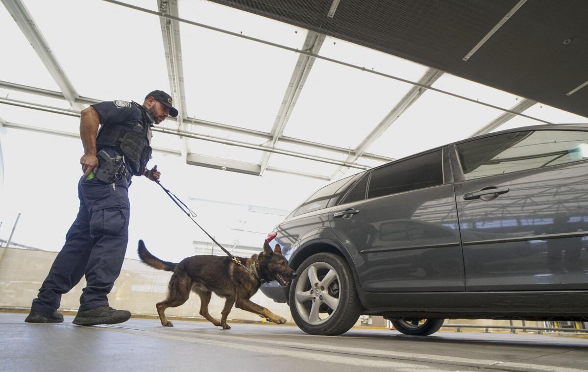 A federal agent with a dog walks around a car