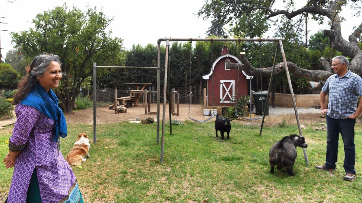 Choi Chatterjee, left, and Omer Sayeed, right, spend time in their Altadena backyard with goats Daisy and Blueberry and their corgi, Plato.