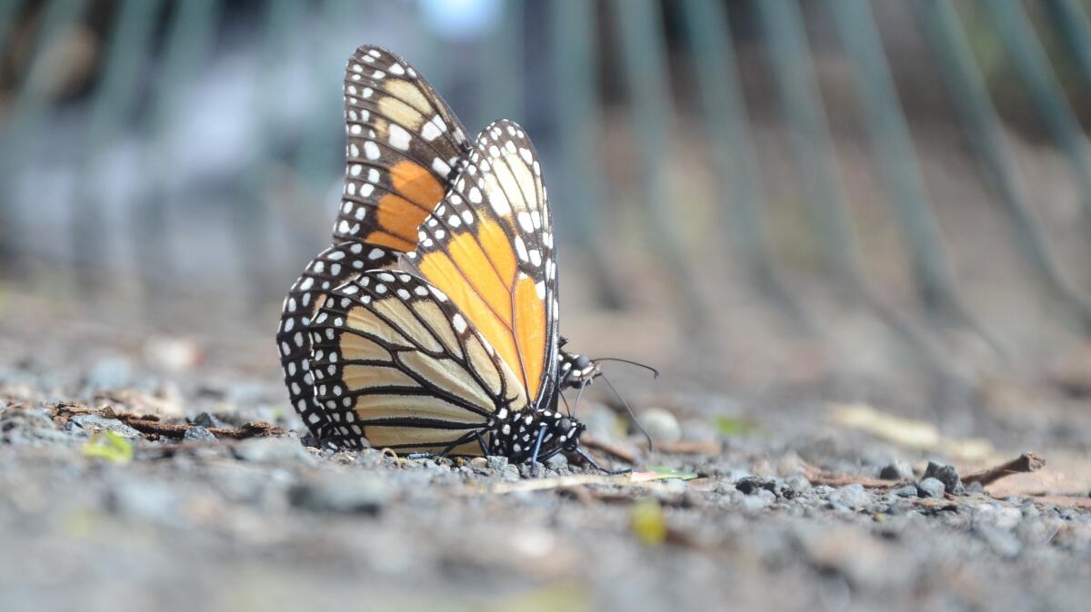 Monarch Butterfly Grove, Pismo Beach.
