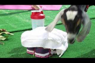 In goat yoga, the point isn't to sweat. It's to have a baby goat climb on your shoulders during your plank