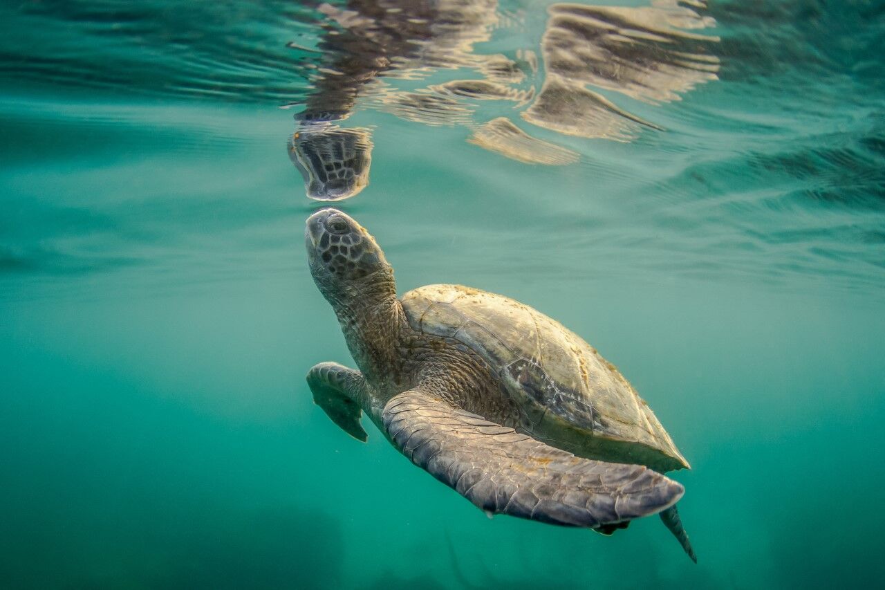 Cientificos Descubren Tortugas Verdes Que Viven Todo El Ano Frente A La Jolla San Diego Union Tribune En Espanol