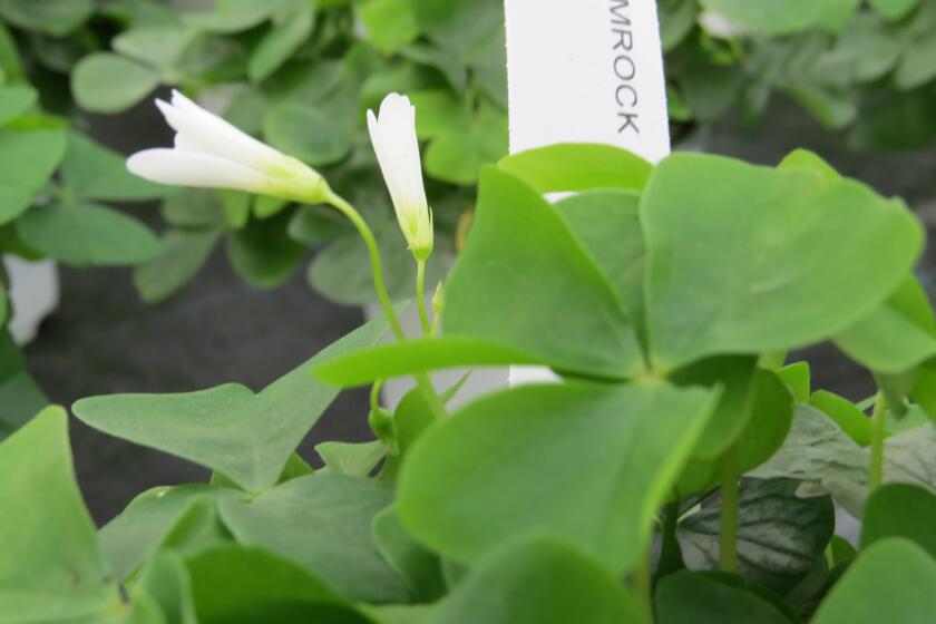 Shamrock plants inside a greenhouse at Sunlet Nursery in Fallbrook