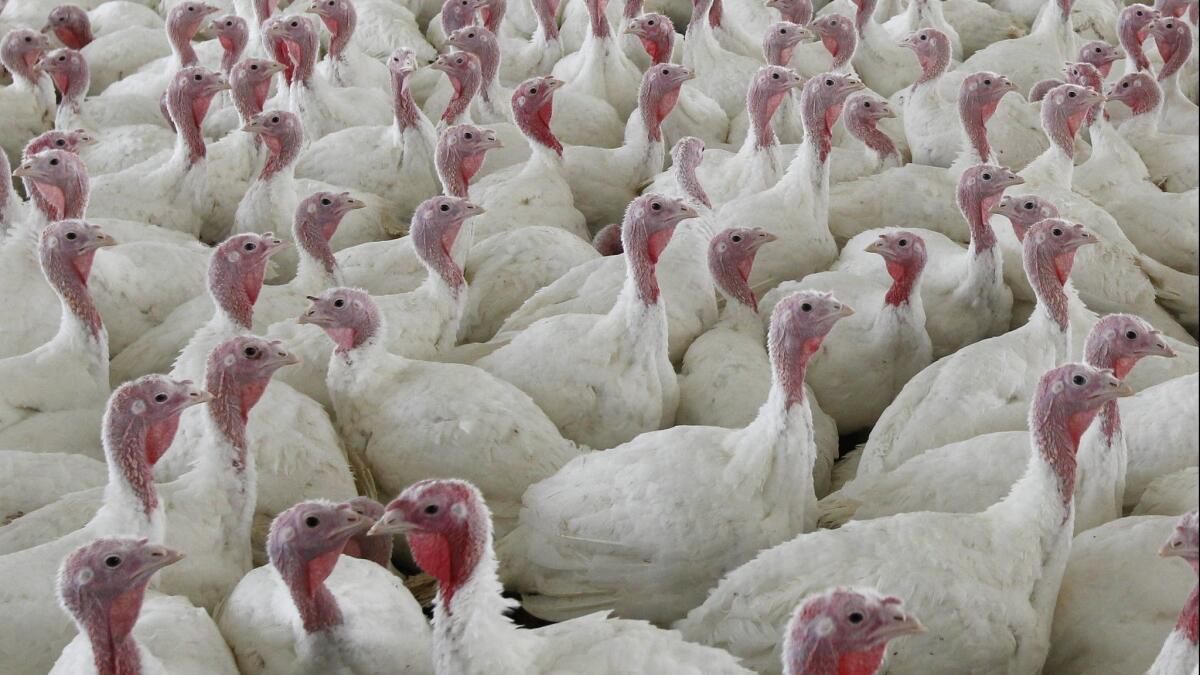 Turkeys at a farm in Lebanon, Pa. on April 11, 2012.