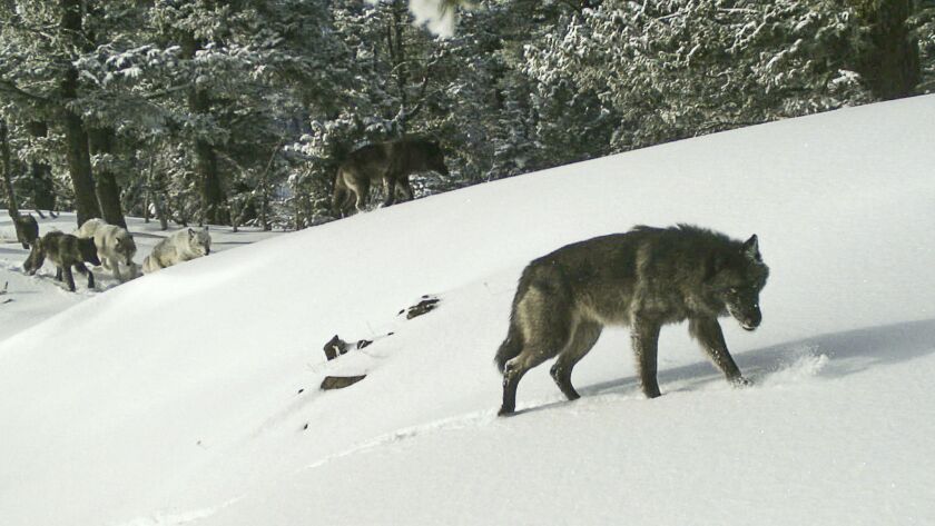 A proposal to strip gray wolves of federal protections could limit their expansion across the U.S. West and Great Lakes.