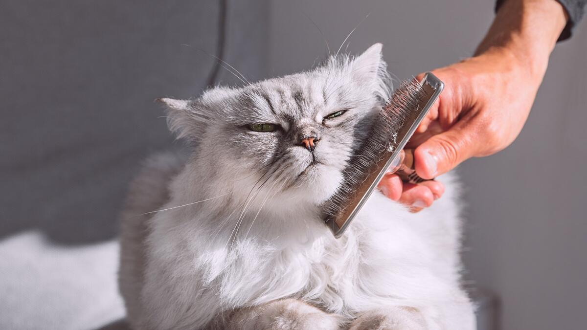 How to Keep Cat Still While Grooming: Easy Tips That Work