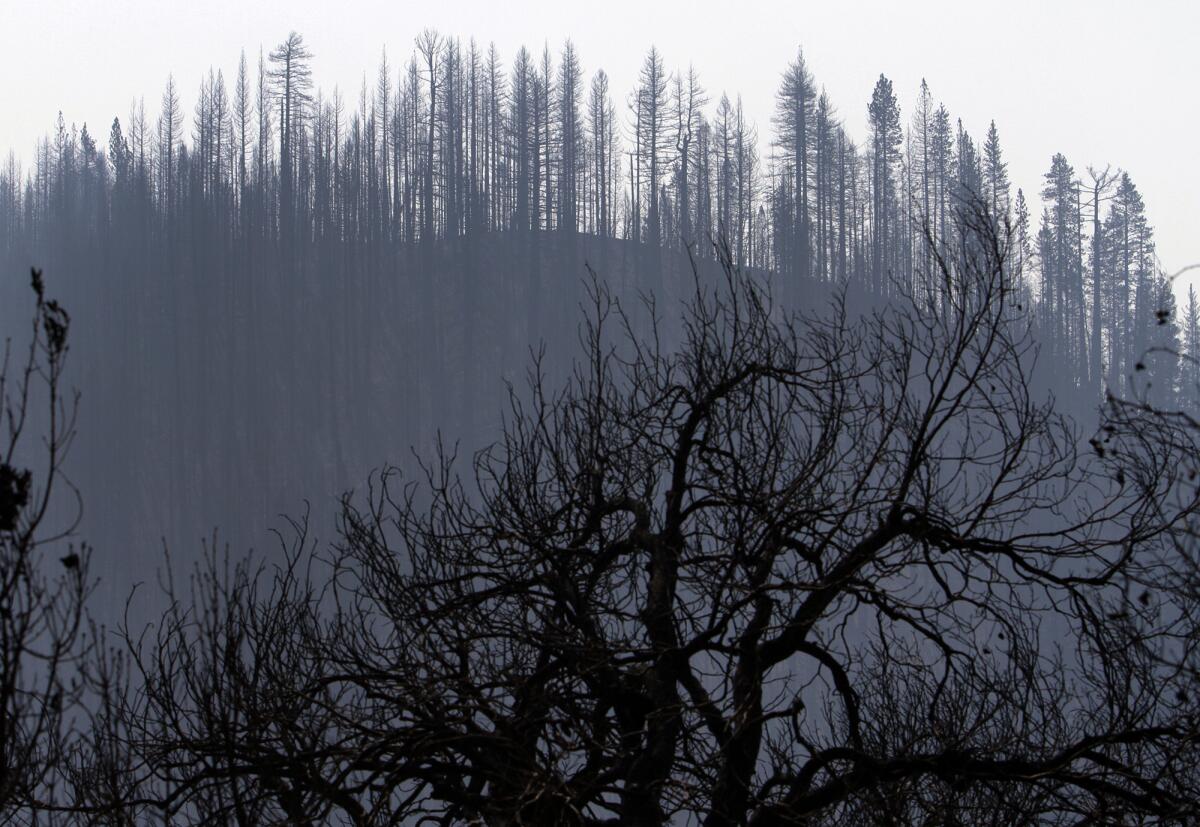 Trees burned by the Rim Fire in the Stanislaus National Forest. The Rim was the largest Sierra Nevada wildfire in more than a century of record keeping.
