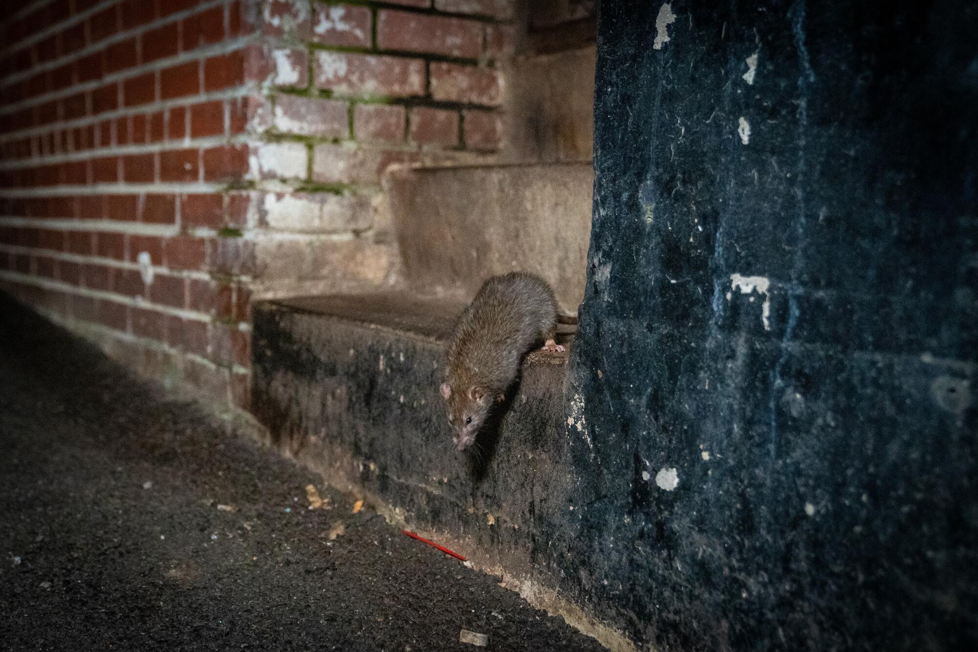 An urban rat makes its way down some stairs.