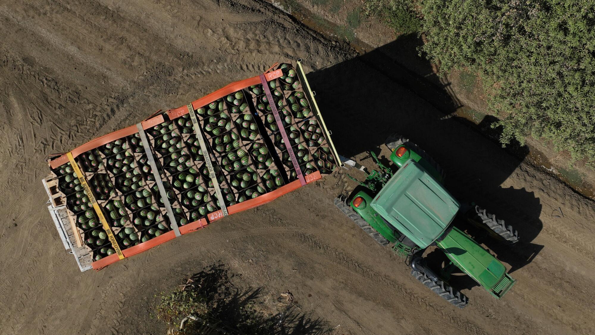 Boxes of watermelons
