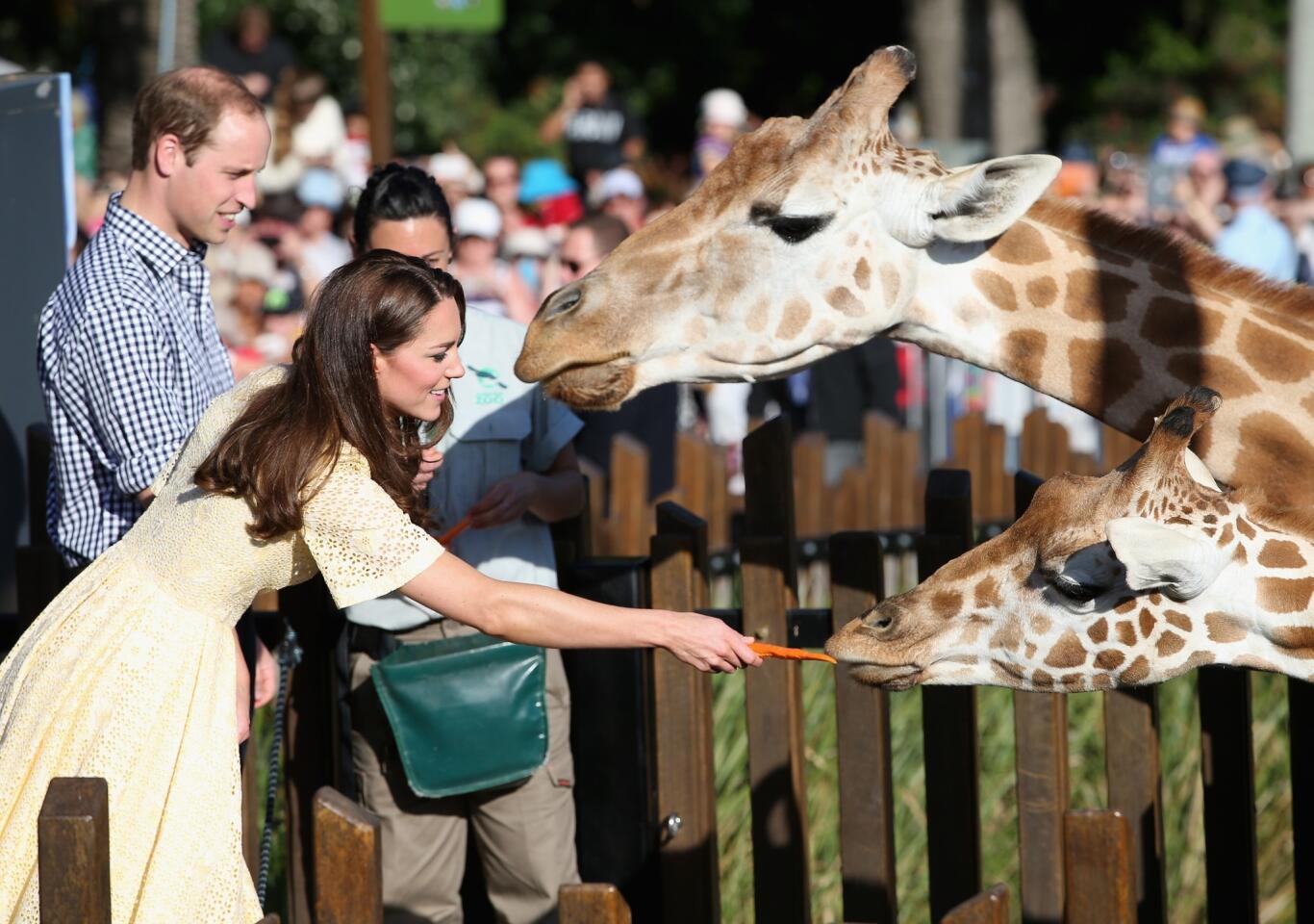 William and Kate feed the giraffes