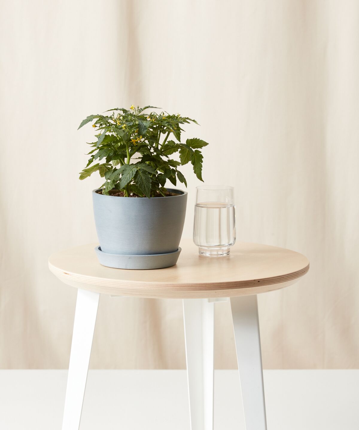 The micro tomato plant is designed to grow indoors.