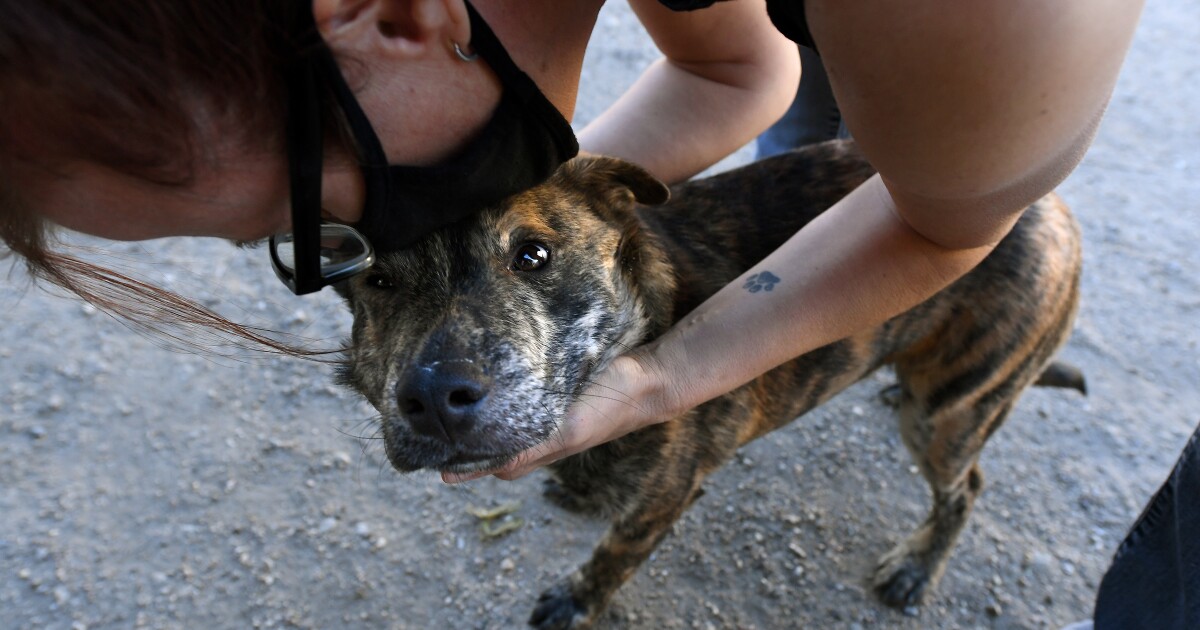 Cinderella Story For A Dog Bidens Shelter Pet Gives Adoption Trend A Boost Cinderella Story For A Dog Bidens Shelter Pet Gives Adoption Trend A Boost