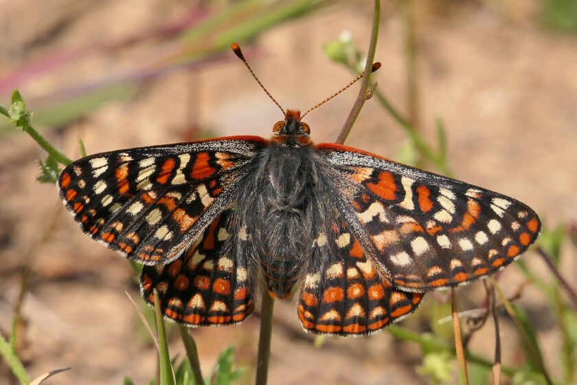 The Quino checkerspot butterfly occurs only in San Diego and southern Riverside Counties.