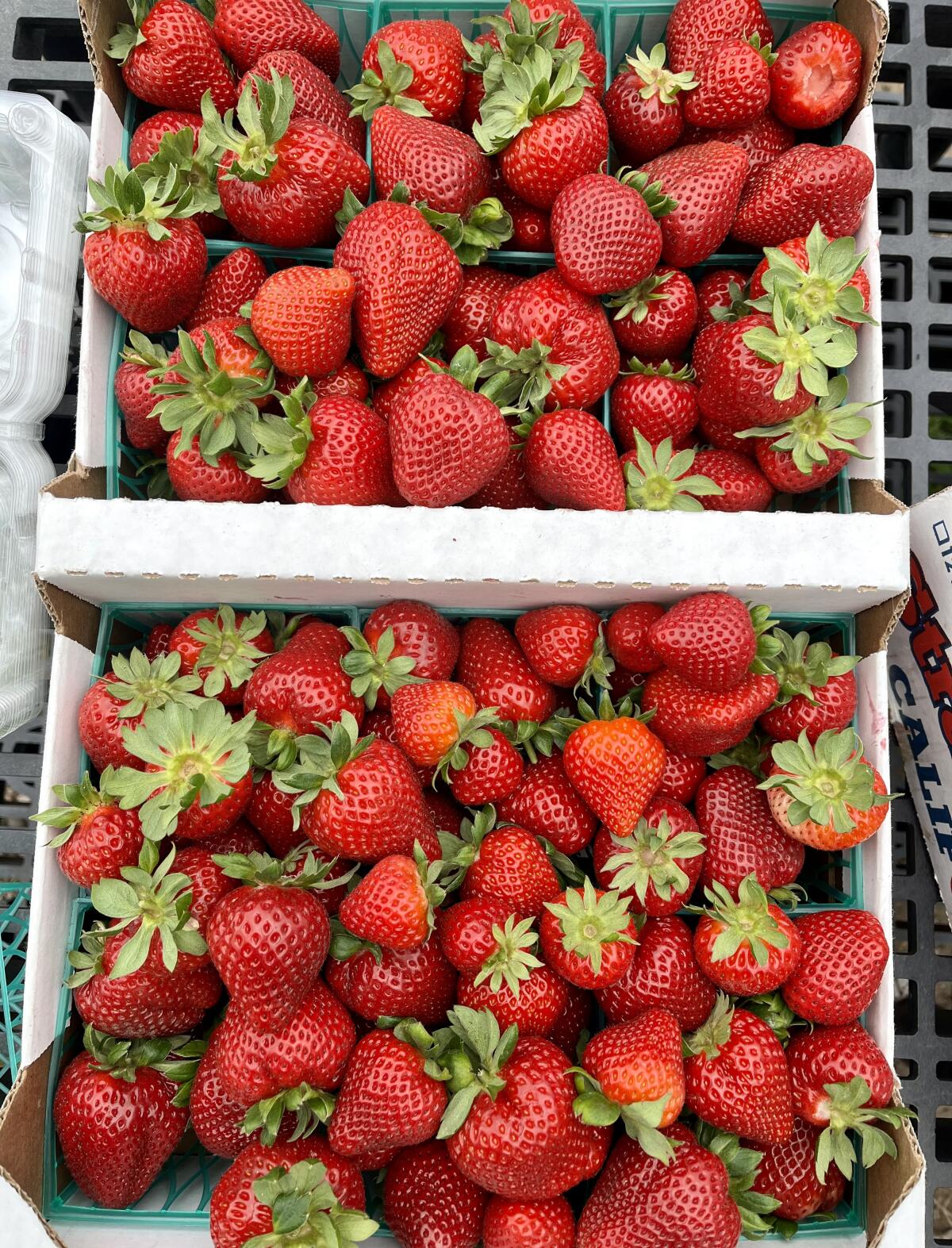 Freshly harvested strawberries at Westminster High School's Giving Farm.