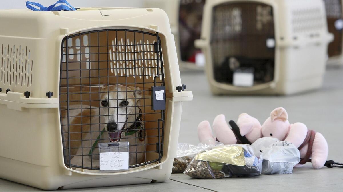 A dog sits in its crate at an airport in 2009.