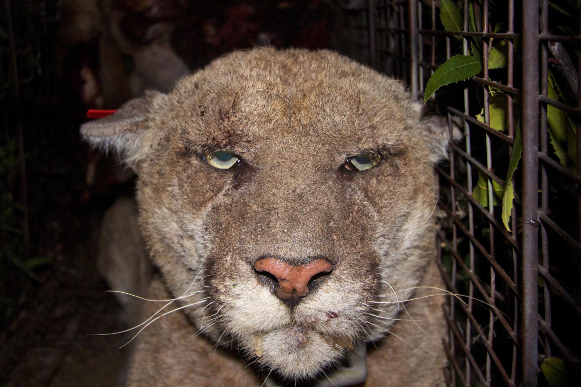 A haggard and scruffy looking mountain lion.