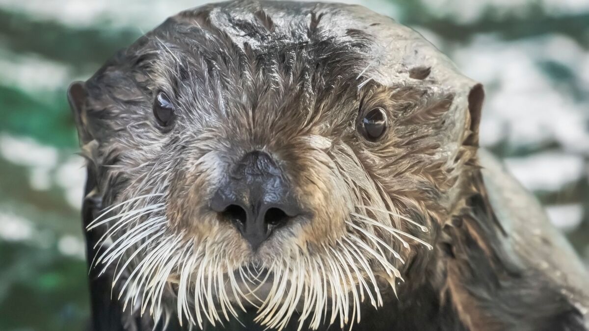 Betty the sea otter, named after animal lover and Golden Girl Betty White, has died - Los Angeles Times Betty the sea otter, named after animal lover and Golden Girl Betty White, has died - Los Angeles Times