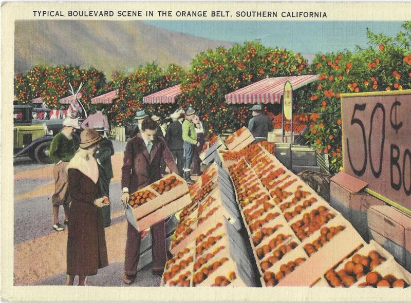 Postcard shows row upon row of boxes full of oranges. Sign says: "50 cents box"