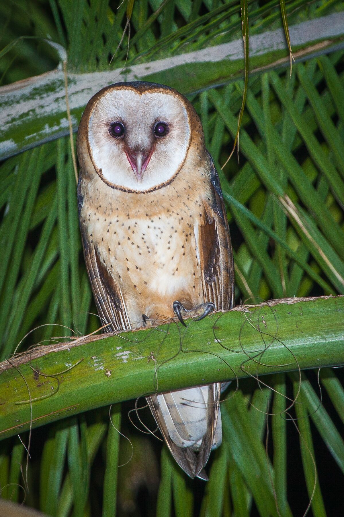 Barney the barn owl has been a frequent visitor to the well-landscaped property at Mt. Whoville.