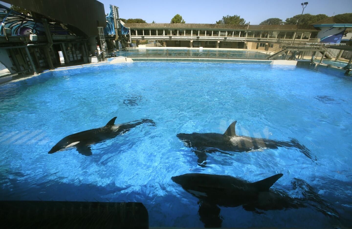 Orca whales swim in a pool backstage before their performance at Shamu Stadium at SeaWorld in San Diego. Battered by controversy over its treatment of killer whales, SeaWorld San Diego announced that it plans to double the size of its orca environment.