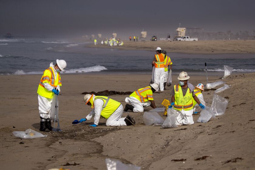 Huntington Beach, CA - October 04: Cleanup crews spread out across the beach as they begin cleaning up oil in the sand from a major oil spill on Huntington State Beach in Huntington Beach Monday, Oct. 4, 2021. Cleanup crews began cleaning up the the damage from a major oil spill off the Orange County coast that left crude spoiling beaches, killing fish and birds and threatening local wetlands. The oil slick is believed to have originated from a pipeline leak, pouring 126,000 gallons into the coastal waters and seeping into the Talbert Marsh as lifeguards deployed floating barriers known as booms to try to stop further incursion, said Jennifer Carey, Huntington Beach city spokesperson. At sunrise Sunday, oil was on the sand in some parts of Huntington Beach with slicks visible in the ocean as well. "We classify this as a major spill, and it is a high priority to us to mitigate any environmental concerns," Carey said. "It's all hands on deck." (Allen J. Schaben / Los Angeles Times)