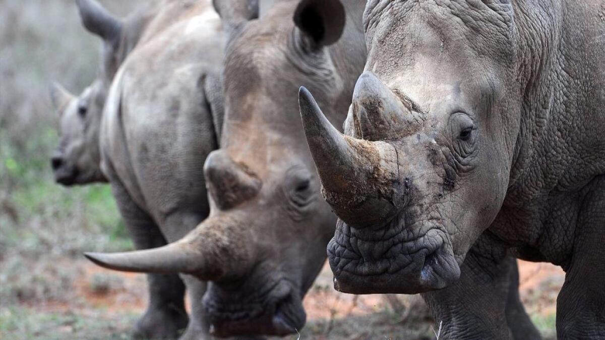 A family of white rhinos at the Ol Jogi rhino sanctuary in Kenya. A new study of rhinoceroses in South Africa finds the animals use their fecal matter to communicate, signaling their sex, age and sexual availability.