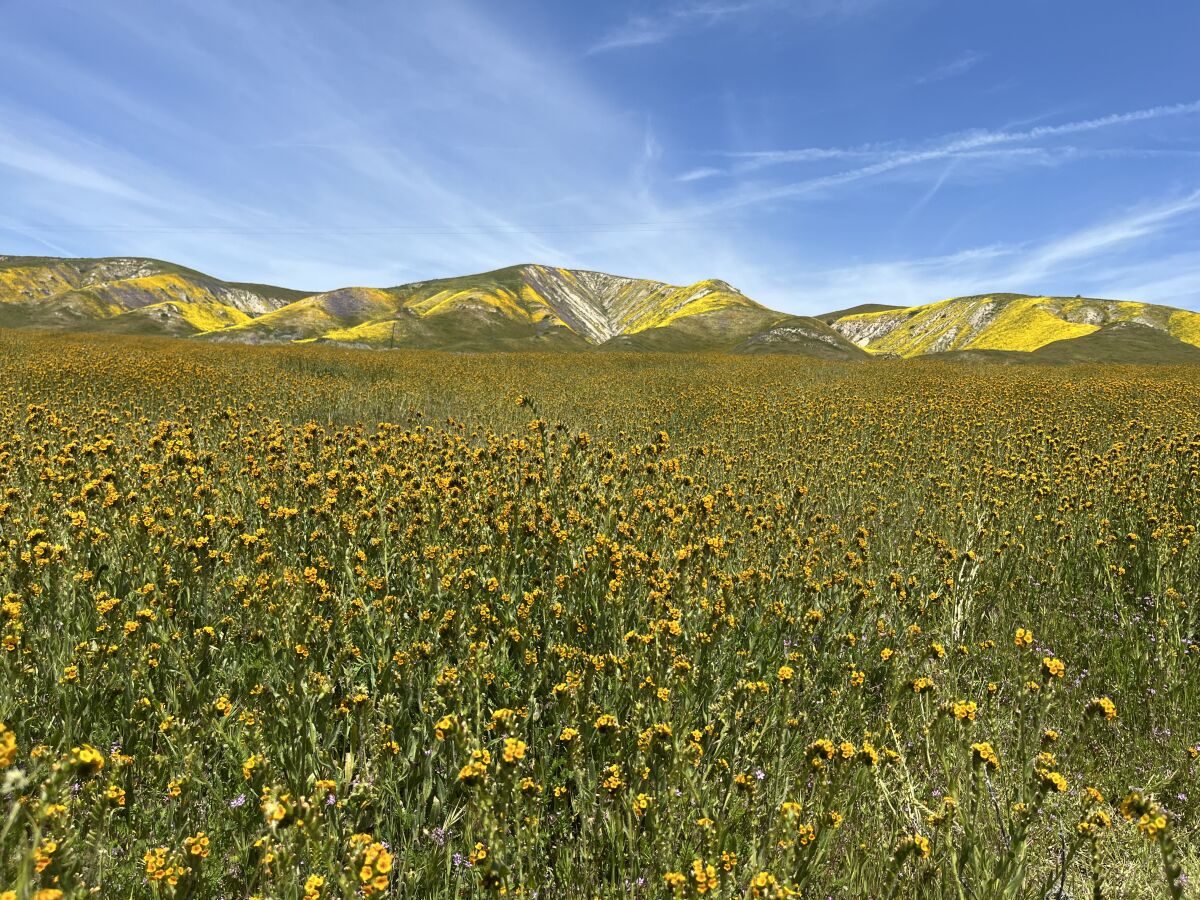One of many glorious wildflower views at Carrizo Plain.