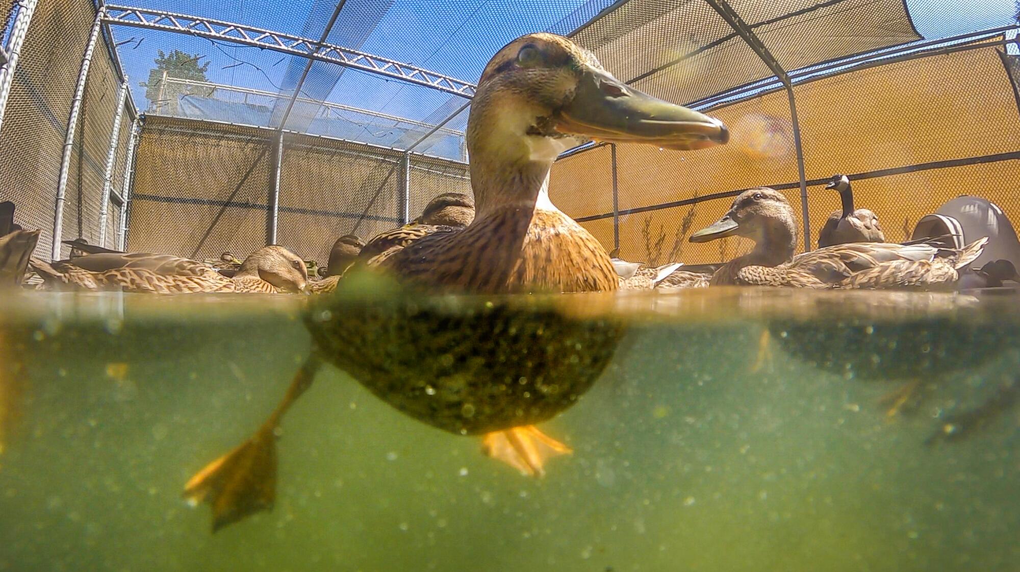 A half-underwater view of ducks shows paddling duck feet.