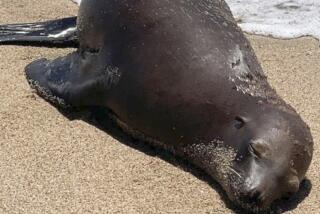 A sea lion was estimated at about 2 years old when it was found shot in the back at Bolsa Chica State Beach August 7, 2024.