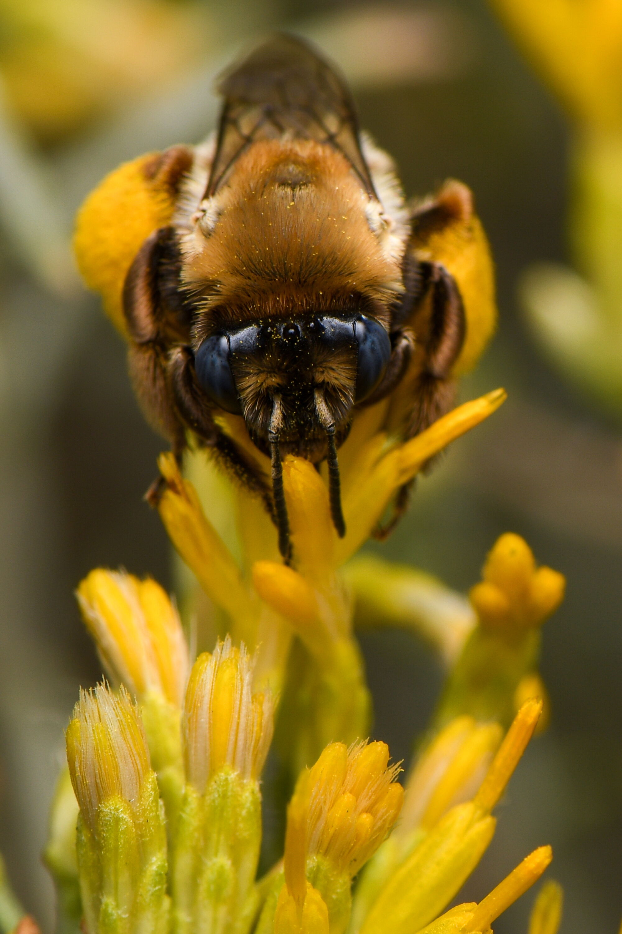 Northern Bees L.A. artist finds meaning photographing California native bees - Los ...